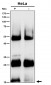 Anti-p16 INK Monoclonal Antibody
